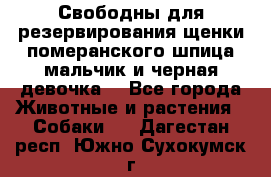 Свободны для резервирования щенки померанского шпица мальчик и черная девочка  - Все города Животные и растения » Собаки   . Дагестан респ.,Южно-Сухокумск г.